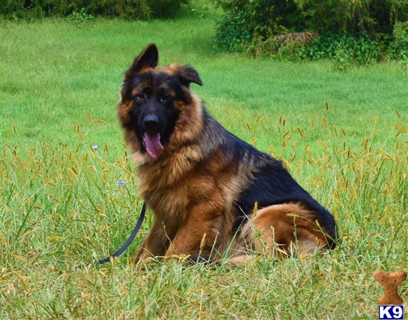 blueridgelanegsd Picture 3